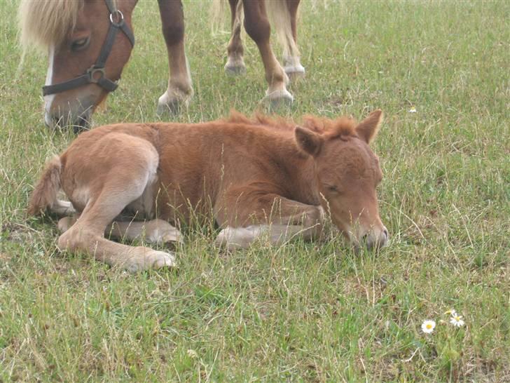 Shetlænder Nørbæks Tilde - hov hvem vækkede mig.. billede 2