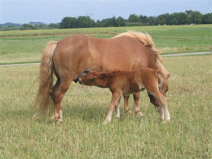 Shetlænder Nørbæks Tilde billede 3