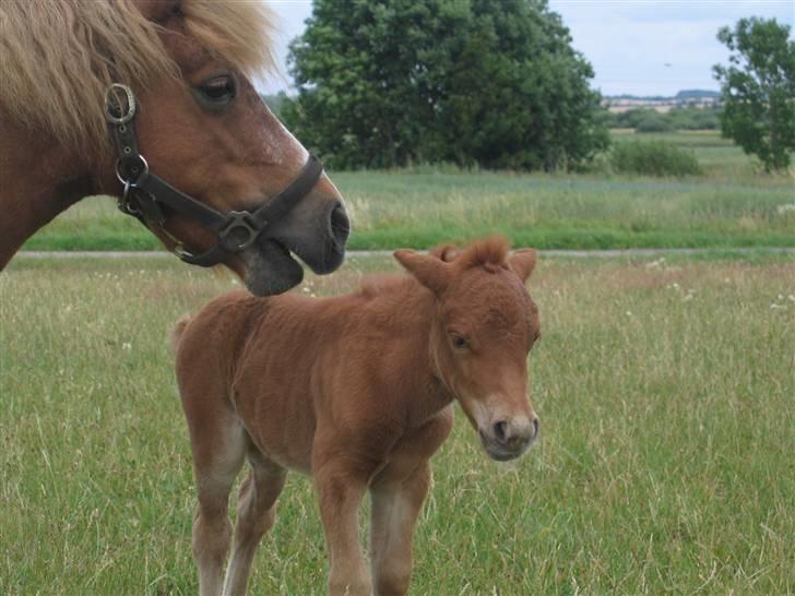 Shetlænder Nørbæks Tilde billede 4