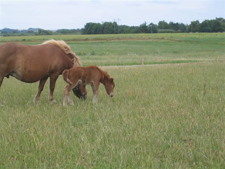 Shetlænder Nørbæks Tilde billede 5