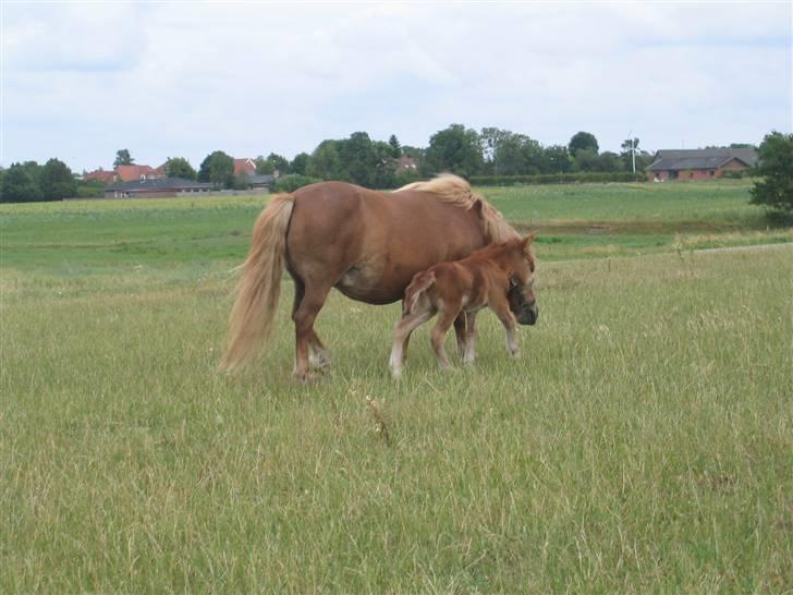 Shetlænder Nørbæks Tilde billede 6