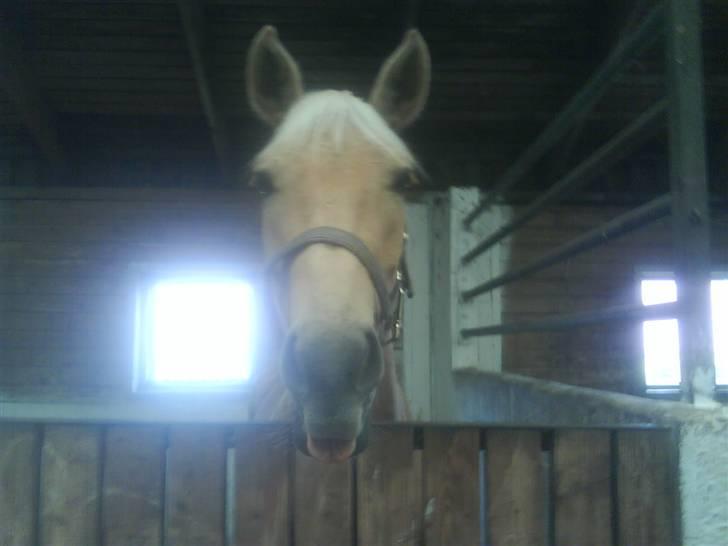 Palomino Golden justy SOLGT - hej med jer .:P<3 billede 4