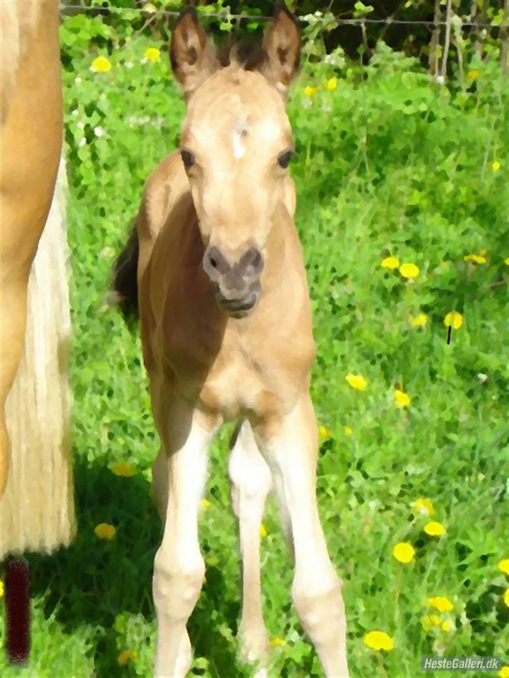 DSP Anemone Wales / solgt - En pige ved navn:stephanie R tegnede hende på computeren eller et eller andet:D Tusind tak(: billede 16
