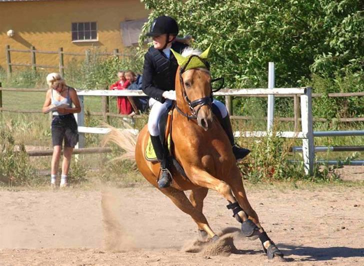 Palomino Golden justy SOLGT - billede taget af Kathrine Bruun billede 7