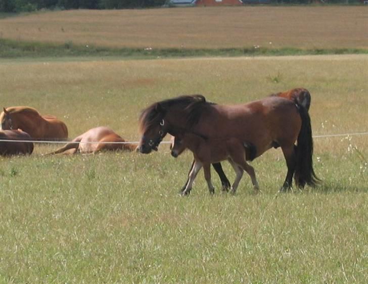 Shetlænder Nørbæks Marco - Marco under et døgn gammel. billede 1