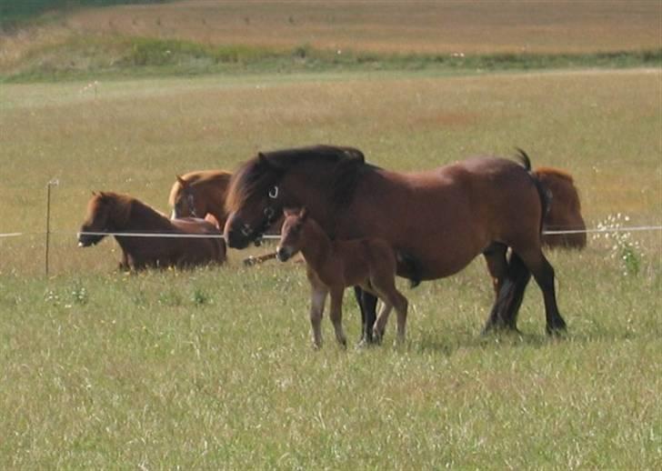Shetlænder Nørbæks Marco billede 2