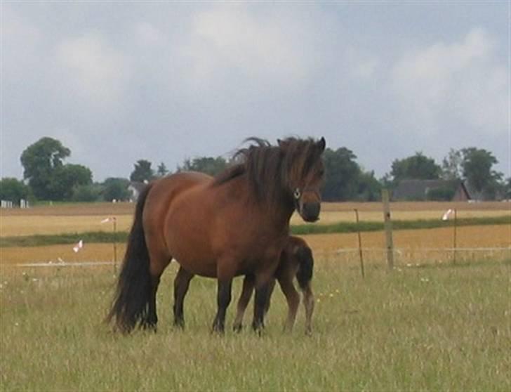 Shetlænder Nørbæks Marco billede 3