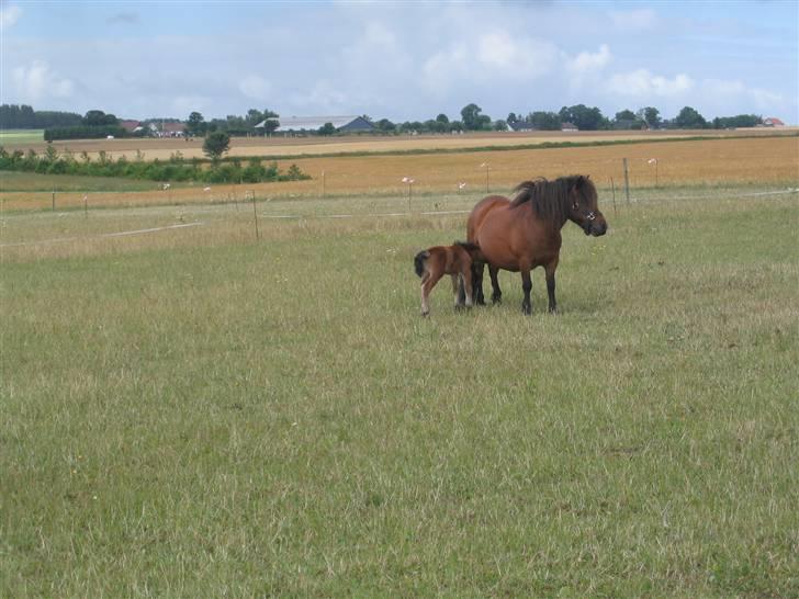 Shetlænder Nørbæks Marco billede 4