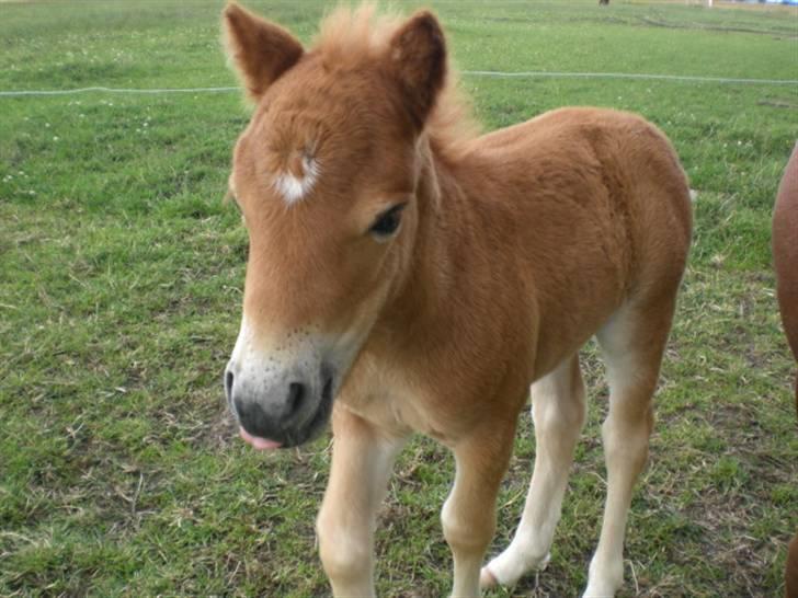 Shetlænder Charlie  - .jeg er sød, ikk? <3 billede 1