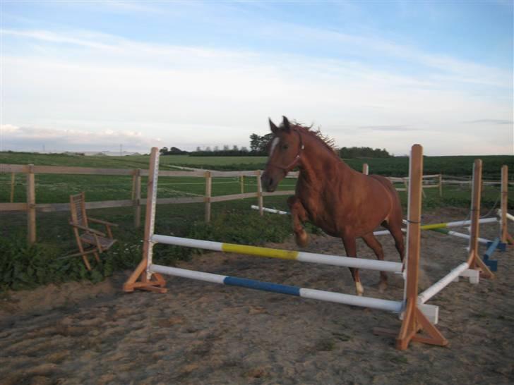 Frederiksborg Engkildegårds Fjela SOLGT - Dressurhest så det basker :D:D billede 10