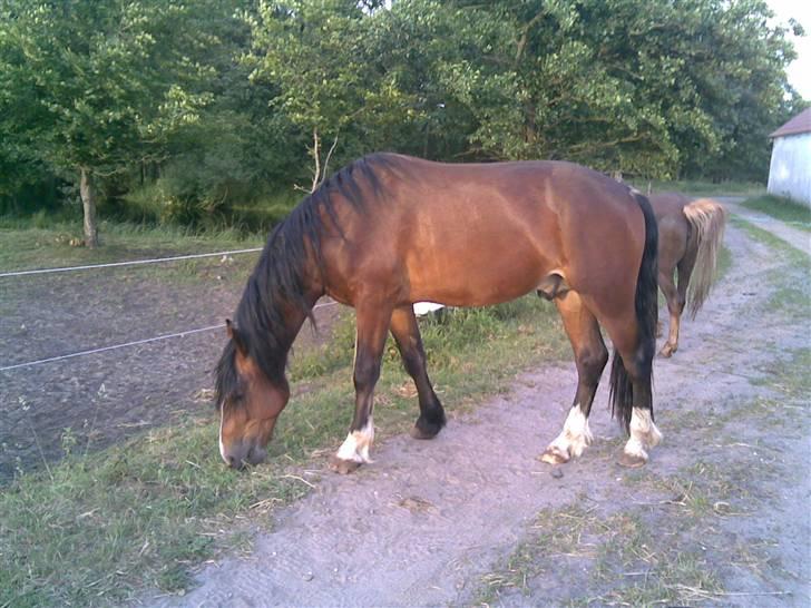 Welsh Cob (sec D) Bjerregårds Valentino  billede 11