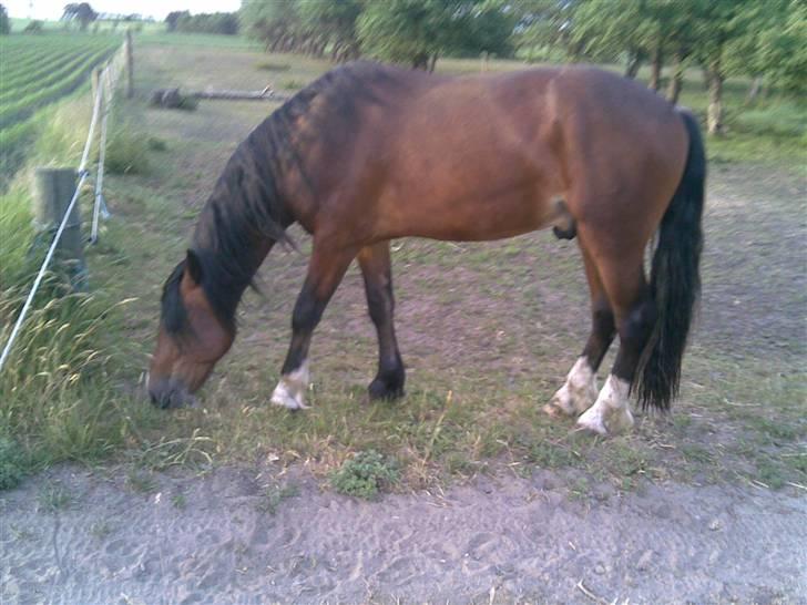 Welsh Cob (sec D) Bjerregårds Valentino  billede 12