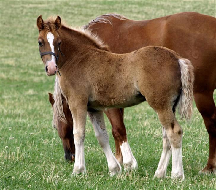 Welsh Cob (sec D) HolmLunds Royal Princess billede 15