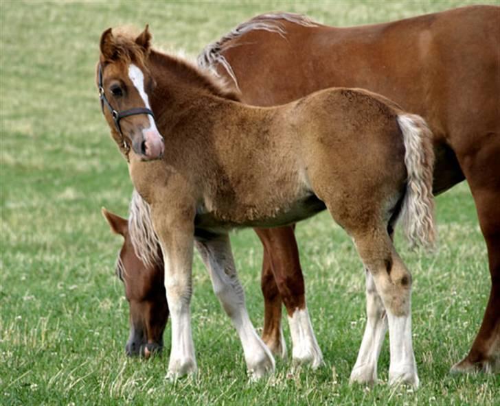 Welsh Cob (sec D) HolmLunds Royal Princess billede 16
