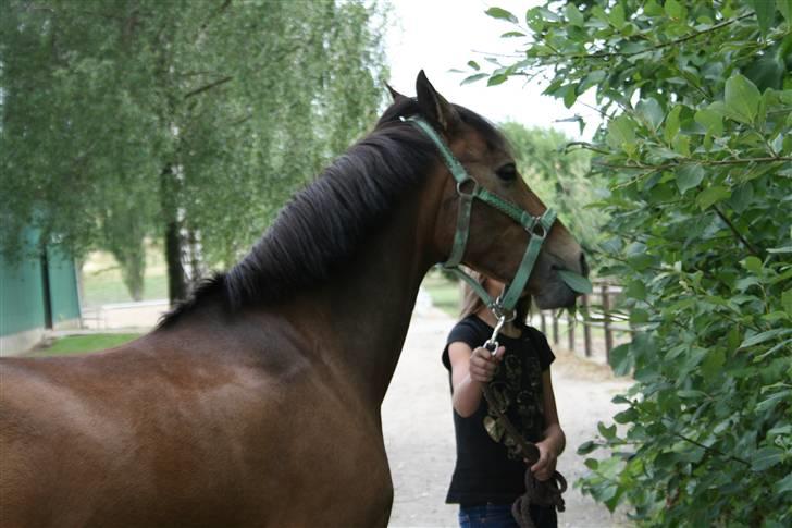 Anden særlig race Mitsy !Solgt! - Mitsy spiser et træ hehe<3 billede 9