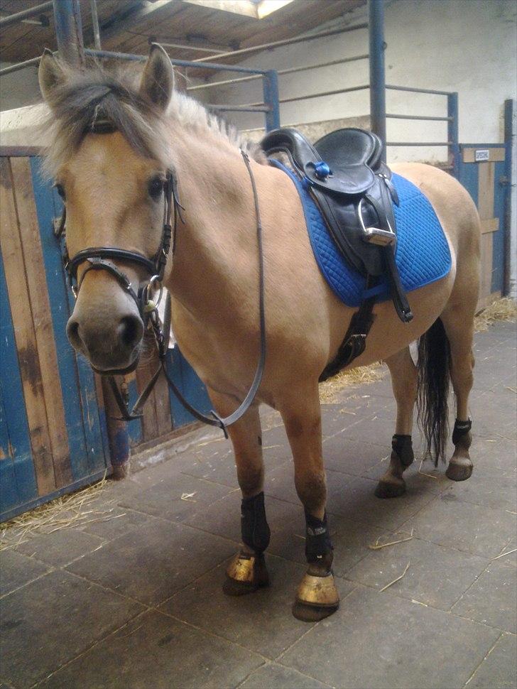 Fjordhest Karamel (solgt) - så fin med guldklokker billede 1