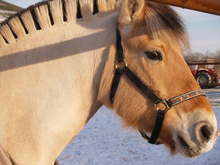 Fjordhest Karamel (solgt) billede 2