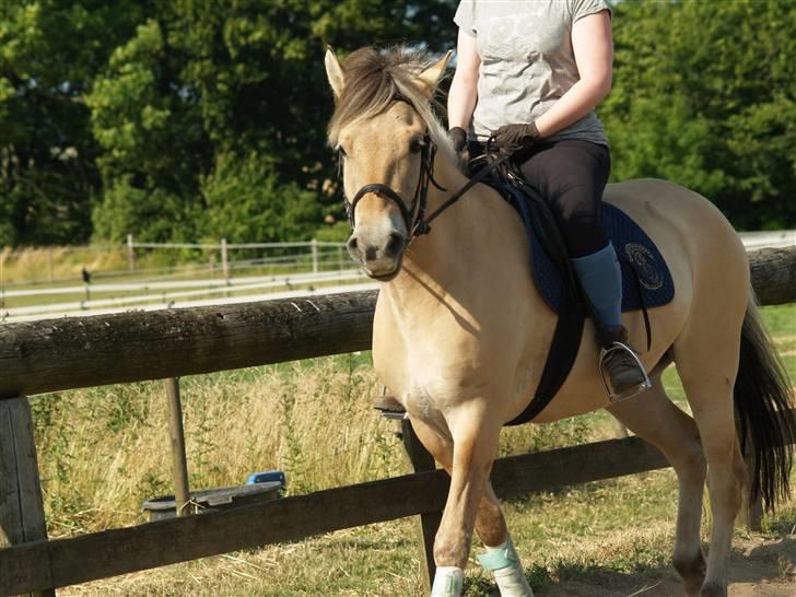 Fjordhest Karamel (solgt) - et billede som blev taget da mor lige havde fået mig billede 3