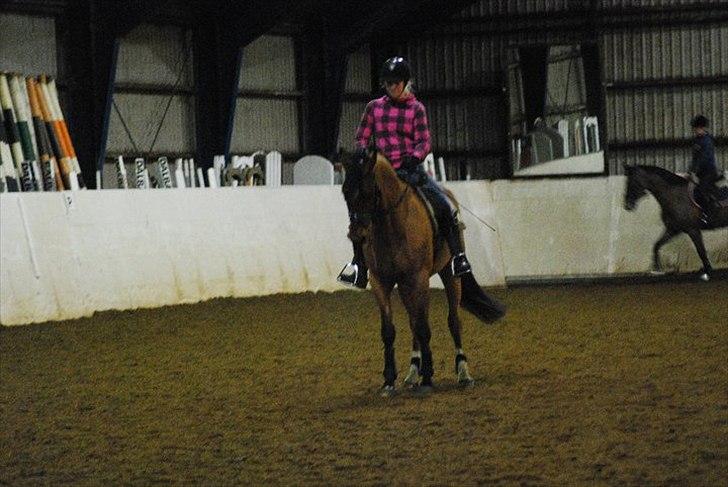 Welsh Partbred (Sec F)  Andy Capp billede 11