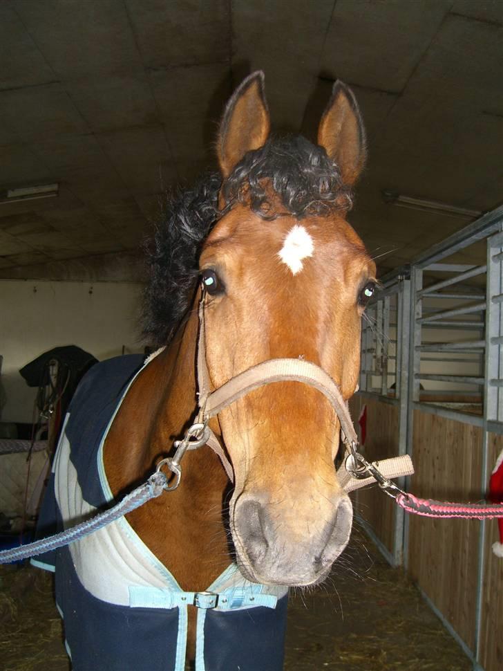 Welsh Partbred (Sec F)  Andy Capp - ponzen med krøller:)<´33 billede 12