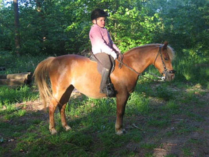 Anden særlig race Daisy - Maj 2007 i skoven ved Broholmergården billede 3