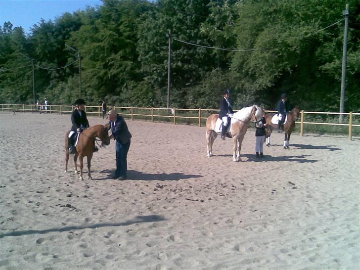 Anden særlig race Daisy - Stævne på Broløkke - 1. plads  :-) billede 6