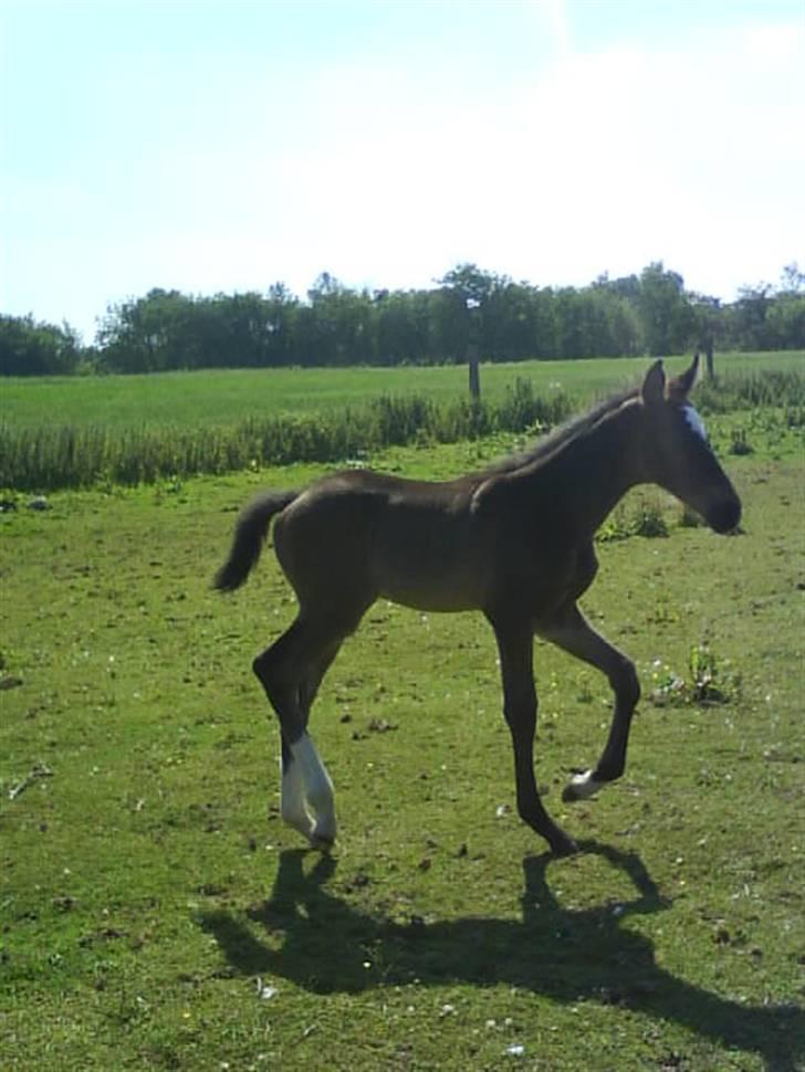 Dansk Varmblod Storåens Silas billede 4