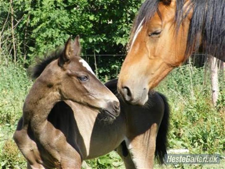 Dansk Varmblod Storåens Silas - Hej med dig XD <33 billede 6