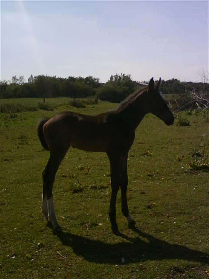 Dansk Varmblod Storåens Silas billede 7