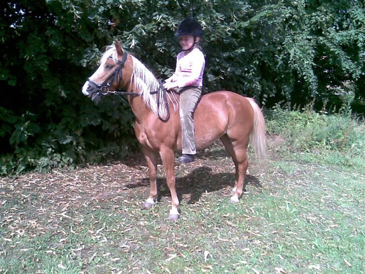 Anden særlig race Daisy - juli 2008 billede 8