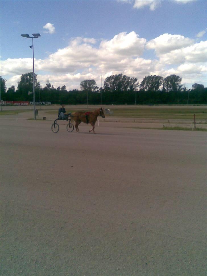 Anden særlig race Daisy - ponytrav juni 2008 billede 9