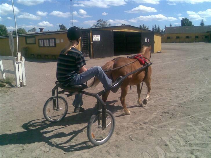 Anden særlig race Daisy - Ponytrav juni 2008 billede 10
