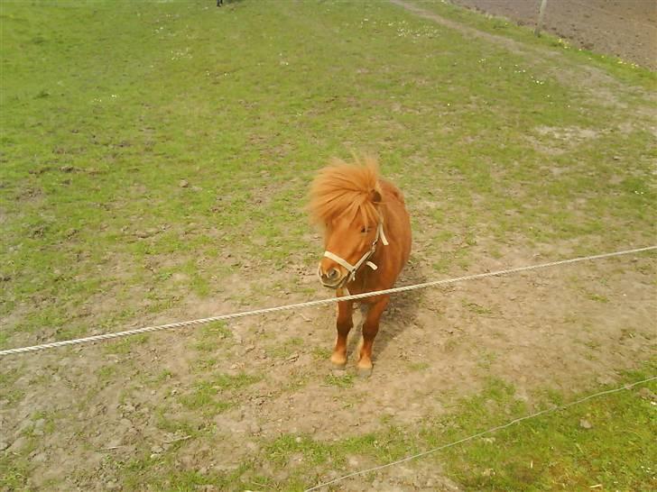 Miniature Teodor *solgt 25/4-2009* billede 8