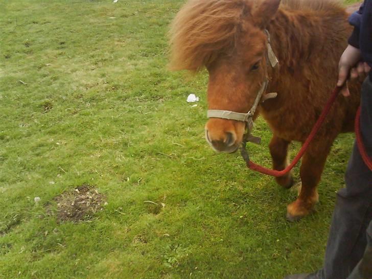 Miniature Teodor *solgt 25/4-2009* billede 9