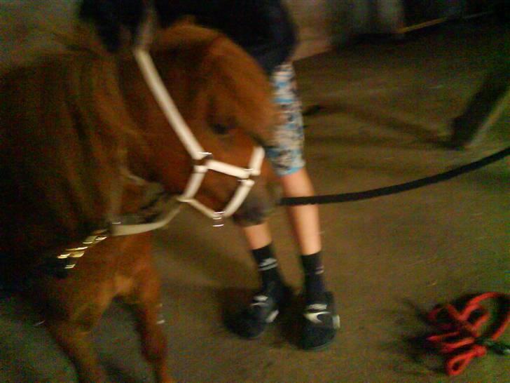 Miniature Teodor *solgt 25/4-2009* billede 10