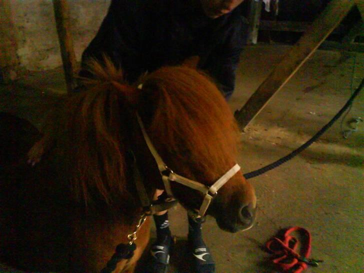 Miniature Teodor *solgt 25/4-2009* billede 11