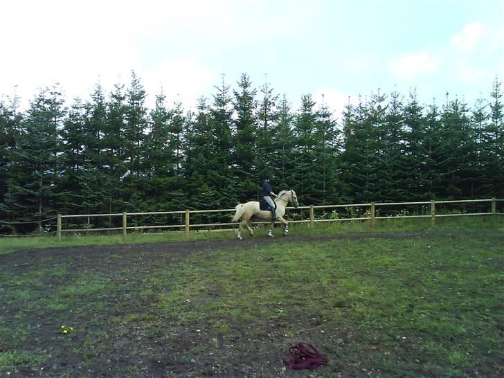 Palomino Hedelykkes Odessa SOLGT - Frem ad det går billede 12