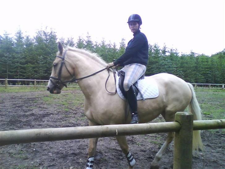 Palomino Hedelykkes Odessa SOLGT - Puha det er hårdt!!!!! billede 13