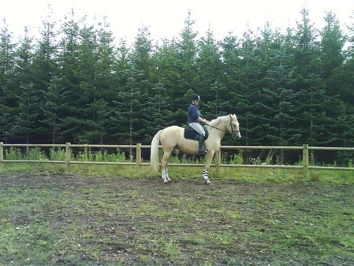 Palomino Hedelykkes Odessa SOLGT - kun 2. gang jeg er løs på hende, og hun kan allerede lave en ok parade billede 14