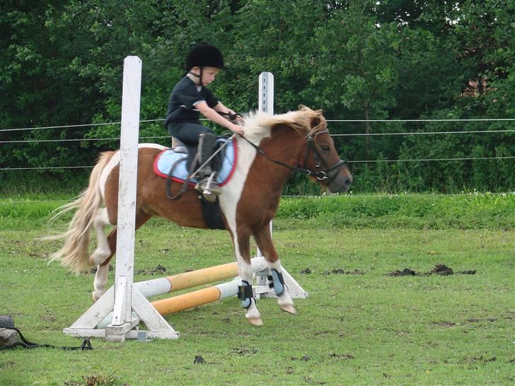 Shetlænder Hugo Boss*solgt* billede 8