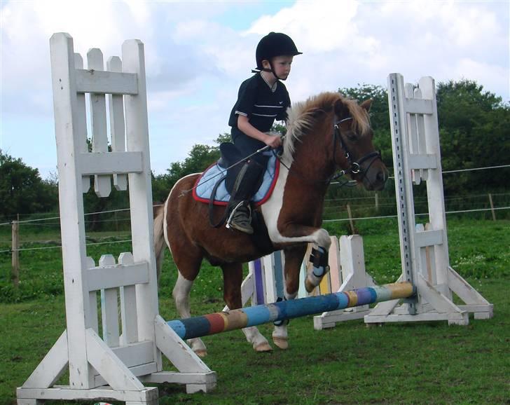 Shetlænder Hugo Boss*solgt* billede 10