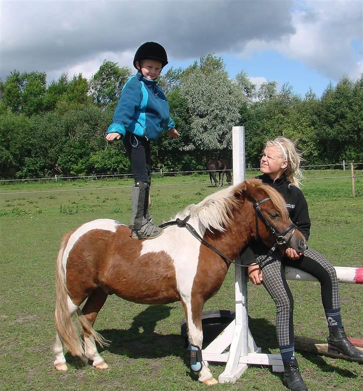 Shetlænder Hugo Boss*solgt* billede 11
