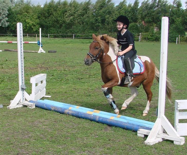 Shetlænder Hugo Boss*solgt* billede 12