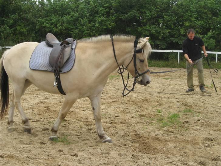 Fjordhest Baksmindes Victoria billede 11