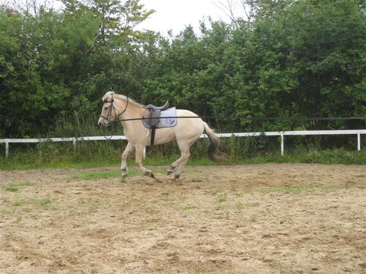 Fjordhest Baksmindes Victoria billede 12