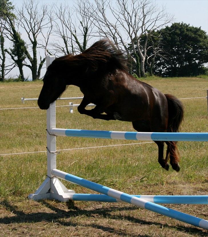 Shetlænder Tybjergaards Ally - lånte - Velkommen til Ally! den seje pony springer 90 cm, hun er selv 98 cm.  billede 1