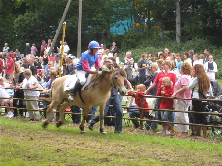 Fjordhest Jenni Mølbak billede 14