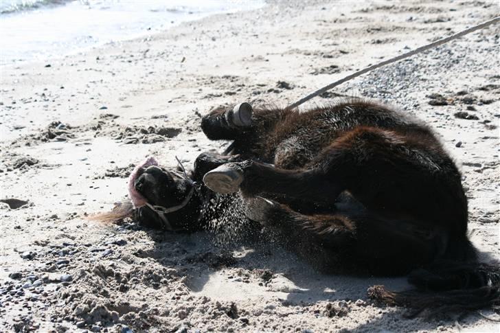 Shetlænder Tybjergaards Ally - lånte - Ally ruller sig på stranden, marts 2010 billede 7