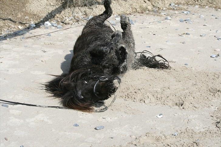 Shetlænder Tybjergaards Ally - lånte - Ally ruller sig på stranden,  forår 2010 billede 10