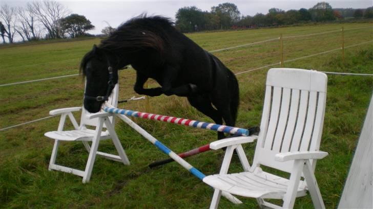 Shetlænder Tybjergaards Ally - lånte - løsspringning, sommer 2008 billede 11